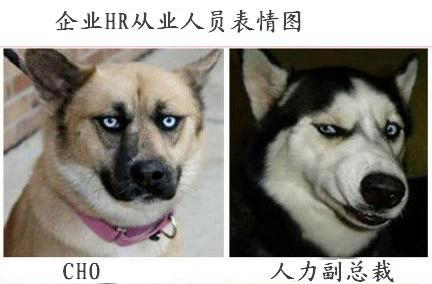 企業(yè)HR 人員表情圖  