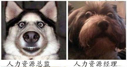 企業(yè)HR 人員表情圖  