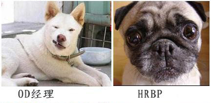 企業(yè)HR 人員表情圖  