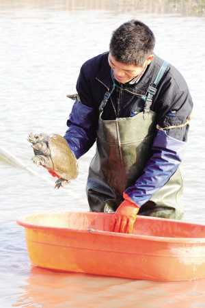 10多年的打工生涯，他“偷偷”學(xué)會(huì)了一些養(yǎng)殖技巧?，F(xiàn)在，他在沙溪渠涇村養(yǎng)殖了200余畝水面的水產(chǎn)，還和其他養(yǎng)殖戶一起成立了專業(yè)合作社，年收入近百萬——看看陳開和的水產(chǎn)養(yǎng)殖經(jīng)