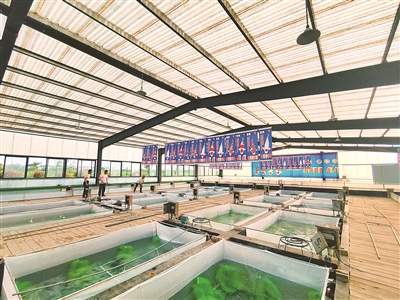 江蘇啟泓科技賦能農(nóng)業(yè)“鯉”想